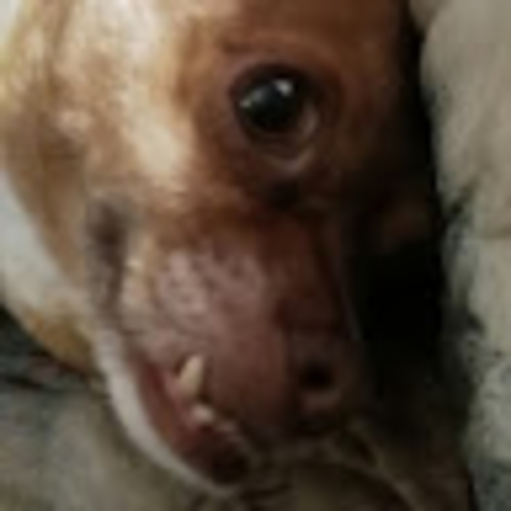 Meet your Posher, Alpha